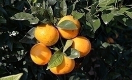 晚熟沃柑發(fā)展的優(yōu)勢(shì)